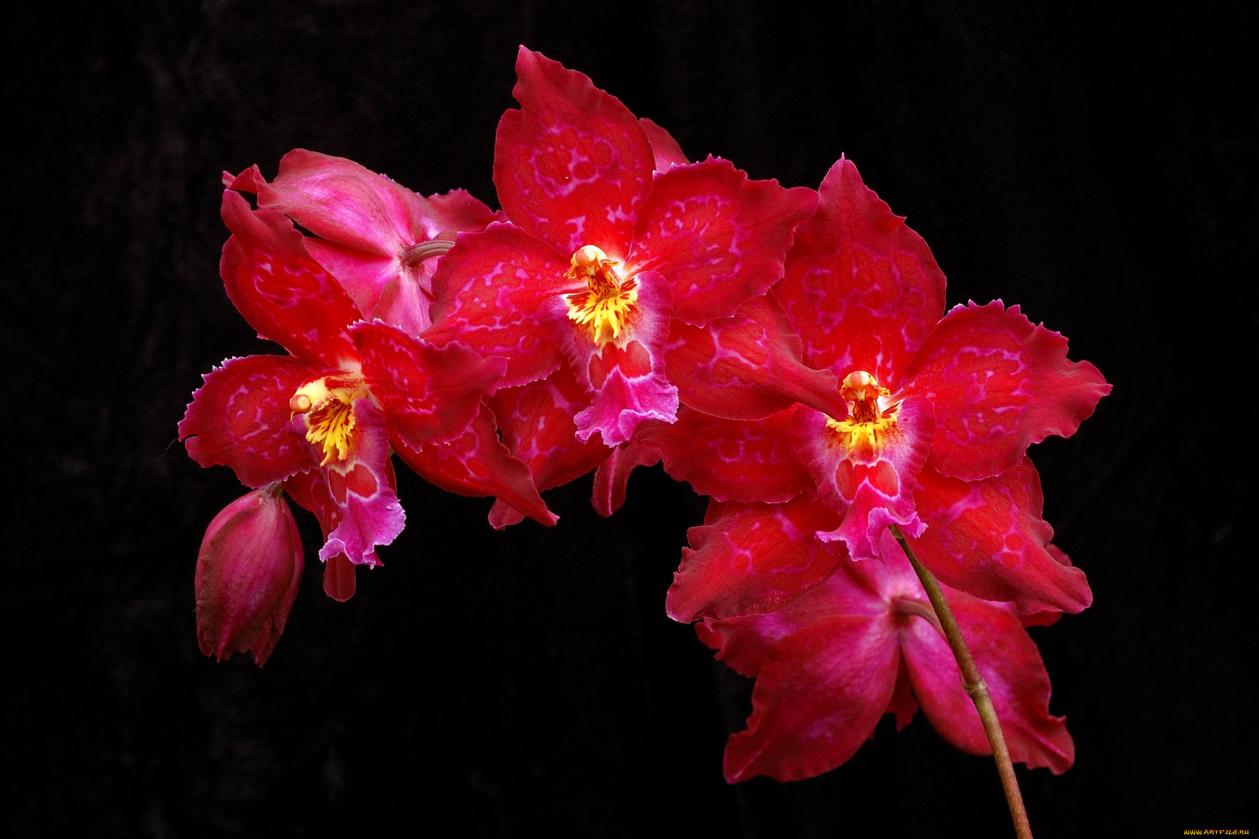 Красная Орхидея Линда ла Плант